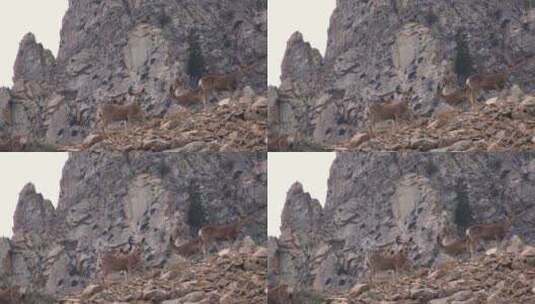山坡上的鹿高清在线视频素材下载