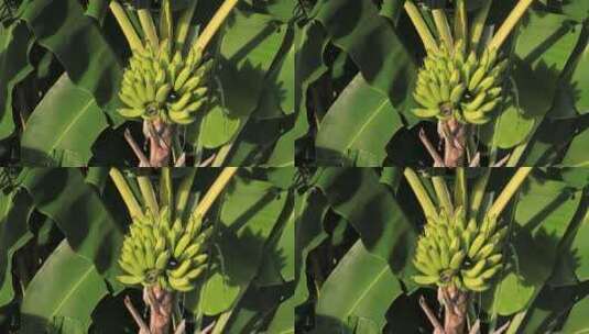 香蕉树上的香蕉高清在线视频素材下载