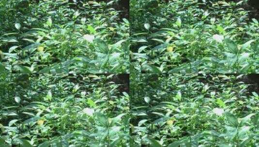 绿色植物实拍视频高清在线视频素材下载
