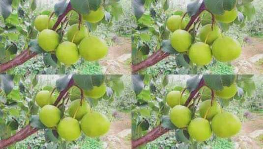 京白梨水果实拍4K高清在线视频素材下载
