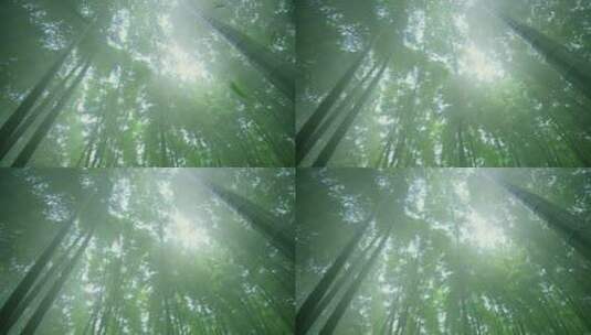 美丽的竹林，有雾，竹叶落下来（4k）高清在线视频素材下载