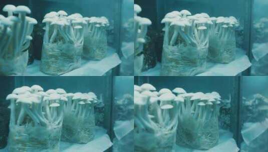 实验室培养皿中的蘑菇高清在线视频素材下载