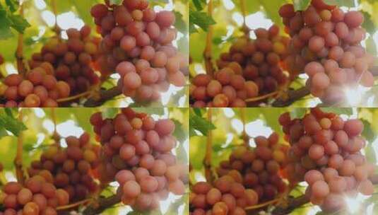 阳光照射庄园的葡萄高清在线视频素材下载