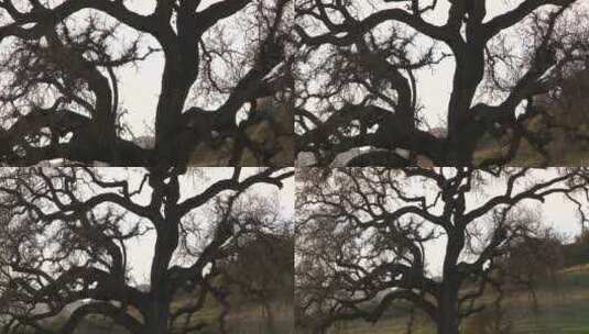 形状怪异的老树高清在线视频素材下载