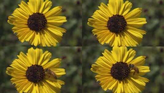 蜜蜂在黄色花朵上采蜜高清在线视频素材下载
