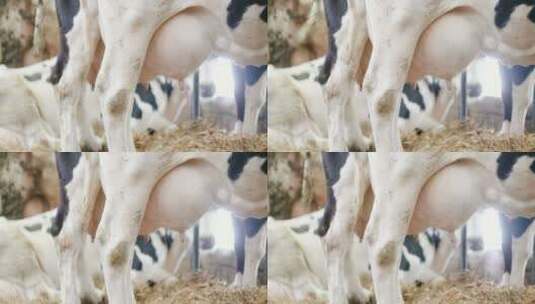 奶牛的特写视频高清在线视频素材下载