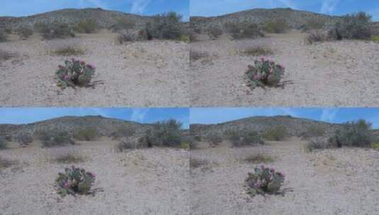 沙漠里盛开的仙人掌高清在线视频素材下载
