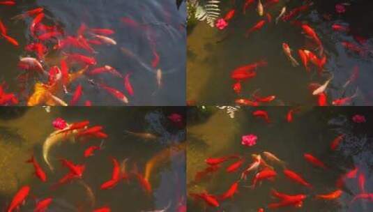 池塘锦鲤鲤鱼实拍高清在线视频素材下载