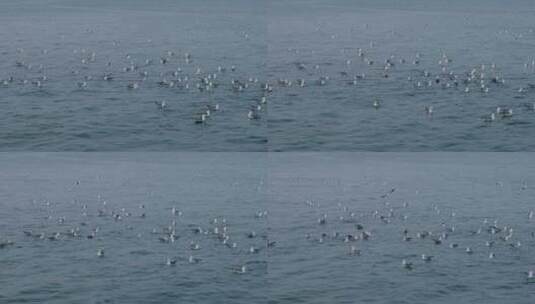 平静海面上的海鸥实拍高清在线视频素材下载