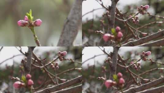 【镜头合集】花苞花骨朵含苞待放春天萌芽高清在线视频素材下载