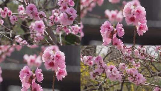 【镜头合集】微距特写鲜花桃花粉色花朵高清在线视频素材下载