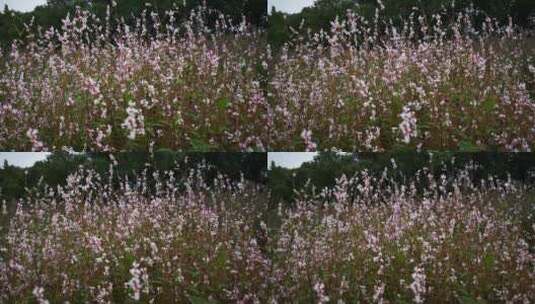 实拍野花野草植物高清在线视频素材下载