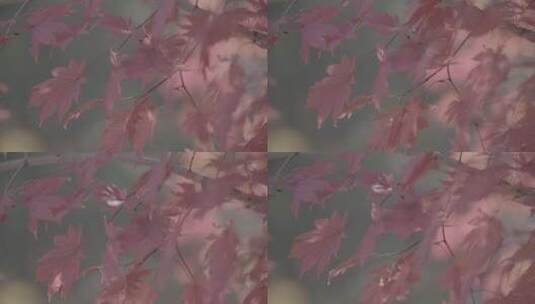 秋天枫叶红叶LOG视频素材高清在线视频素材下载