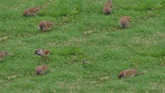 麻雀在草坪上觅食高清在线视频素材下载