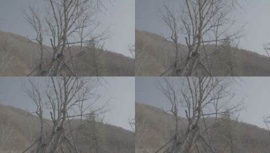 春季光秃秃的树干高清在线视频素材下载