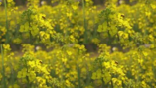 油菜花 蜜蜂采蜜 唯美油菜花高清在线视频素材下载