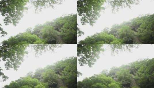 夏季绿色枫叶风景高清在线视频素材下载