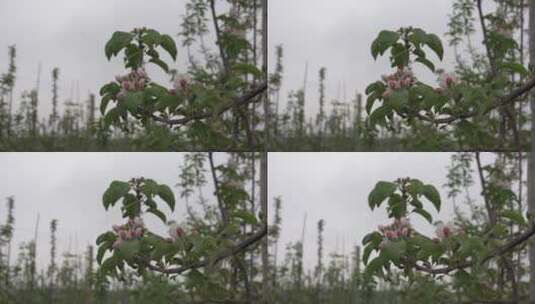 苹果花 苹果树开花高清在线视频素材下载