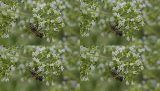 蜜蜂在给花朵授粉高清在线视频素材下载