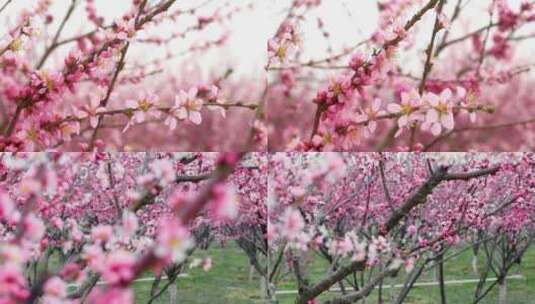 桃花运春天希望花朵四季高清在线视频素材下载