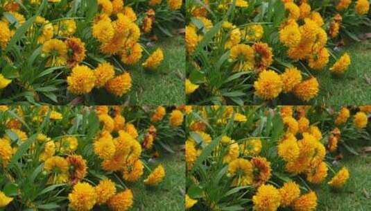 黄色菊花高清在线视频素材下载