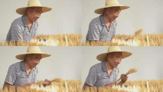 亲吻麦穗的老农民高清在线视频素材下载