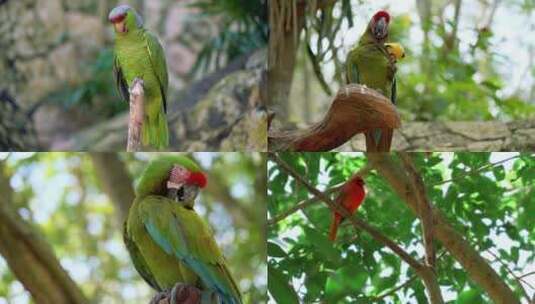自然动物园野生鸟类绿色鹦鹉观赏鸟高清在线视频素材下载