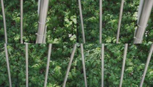 栏杆花丛绿叶白天高清在线视频素材下载