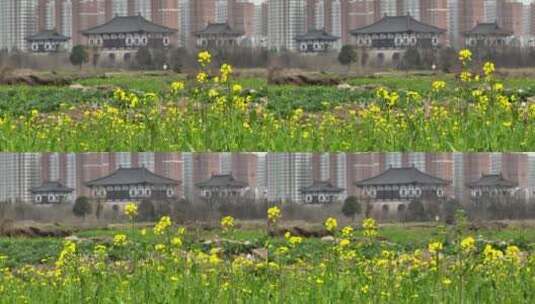 高清航拍春天油菜花城市边田野空镜定鼎门高清在线视频素材下载