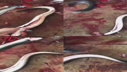 野生海鳗鱼实拍高清在线视频素材下载