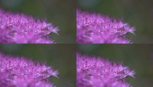 花朵花蕊高清在线视频素材下载