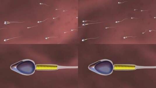 医学人体细胞精子卵子受精过程精子结构动画高清在线视频素材下载