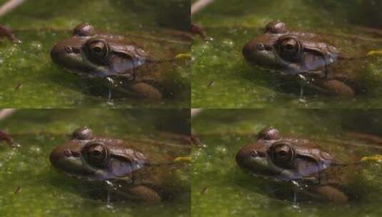 池塘里的青蛙高清在线视频素材下载