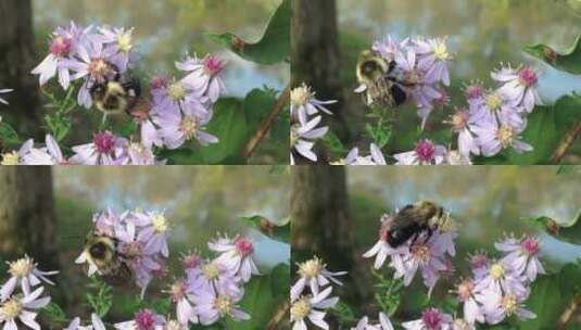 蜜蜂在花朵上采集高清在线视频素材下载