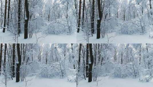 雪后的森林高清在线视频素材下载