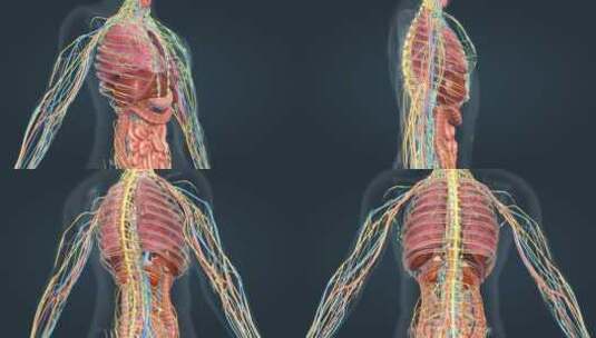 医学人体奥秘人体解剖器官心脏肝脏三维动画高清在线视频素材下载