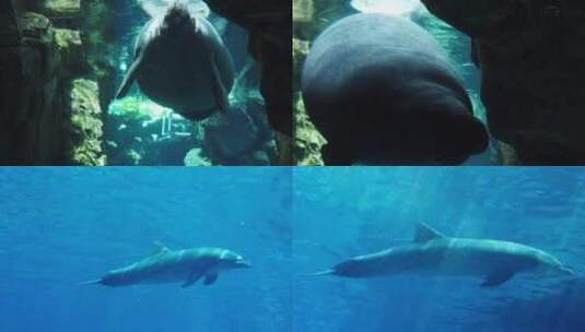 水族馆 海豚高清在线视频素材下载