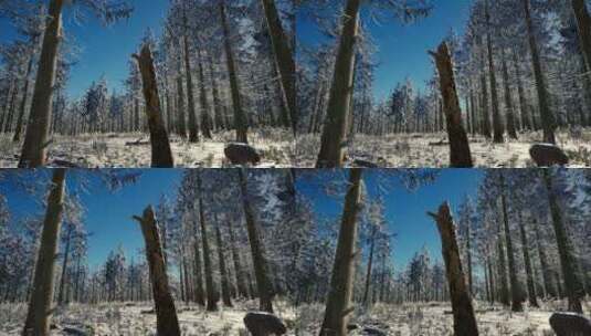 4k冬季日落光线针叶林景观高清在线视频素材下载