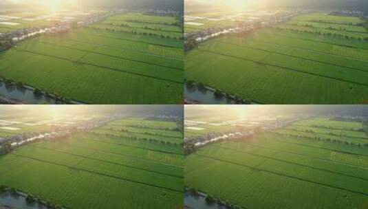航拍秋日里逆光金色的稻田美丽的乡村田野高清在线视频素材下载