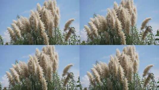 花草杂草鲜花绿植微距特写高清在线视频素材下载