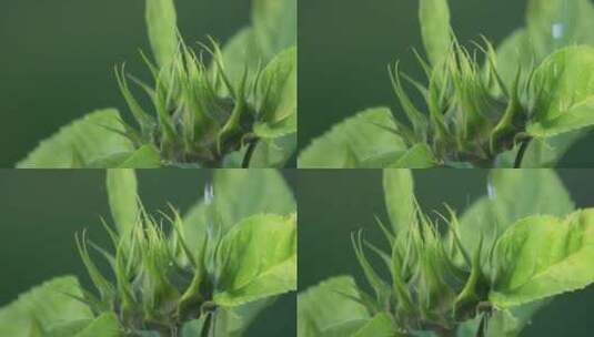 花苞升格视频阳光下唯美绿叶水滴高清在线视频素材下载
