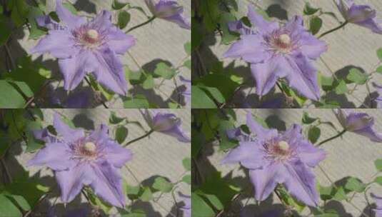 紫色的铁线莲开花。在晴天种植。开花。高清在线视频素材下载