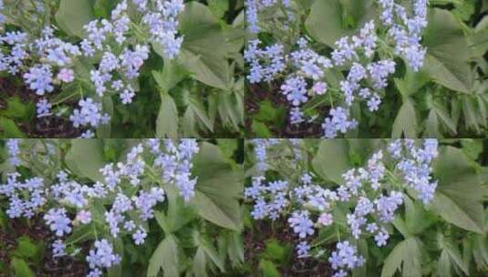 随风摇曳的蓝色花朵 (4)高清在线视频素材下载