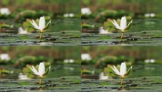 池塘上漂浮的白色睡莲花高清在线视频素材下载