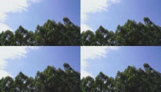 树林天空树大自然蓝天白云森林风吹树林摇摆高清在线视频素材下载