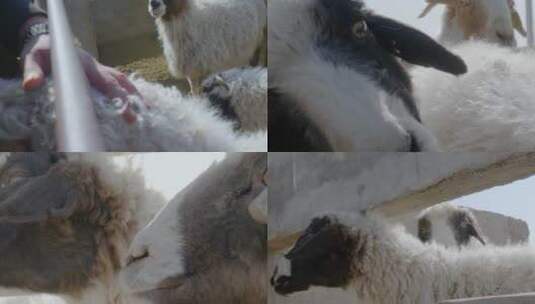 滩羊养殖羊圈高清在线视频素材下载