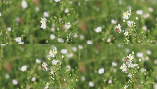 秋天蜜蜂采蜜小雏菊，白色小菊花视频素材高清在线视频素材下载