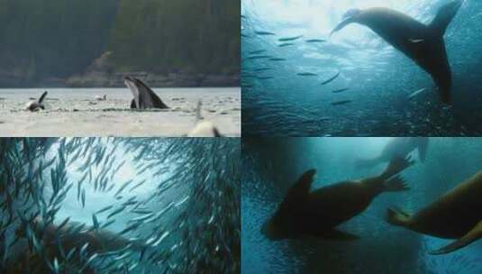 海豚捕食高清在线视频素材下载
