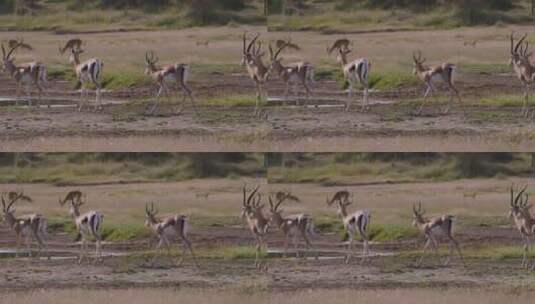 草地上迁徙的汤姆森瞪羚羊高清在线视频素材下载