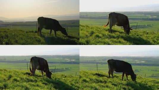 近距离牛吃草高清在线视频素材下载